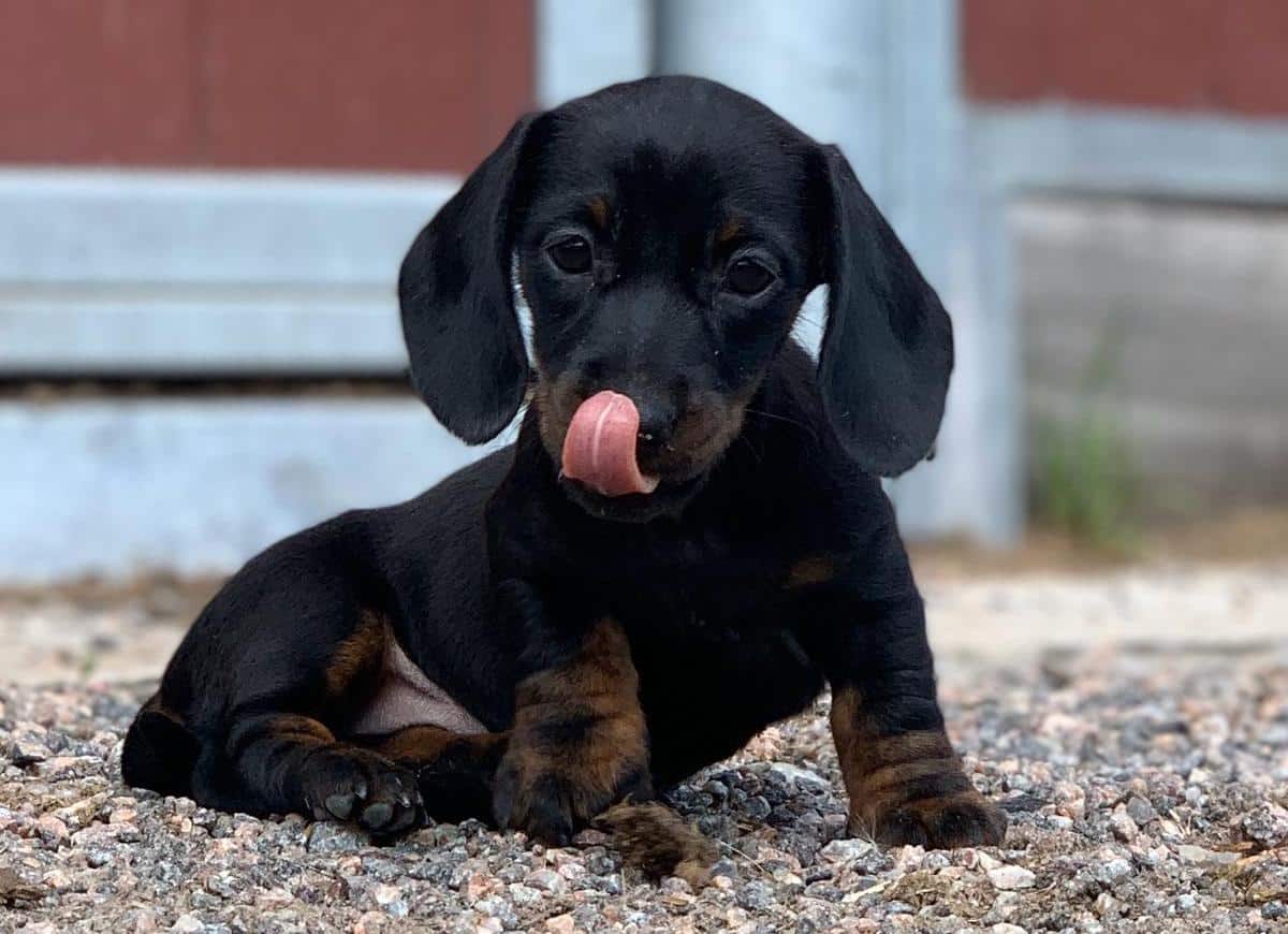 Pieni musta mäyräkoirapentu, joka nimi on Ines. Lemmikin verotus jää monelta omistajalta huomaamatta.