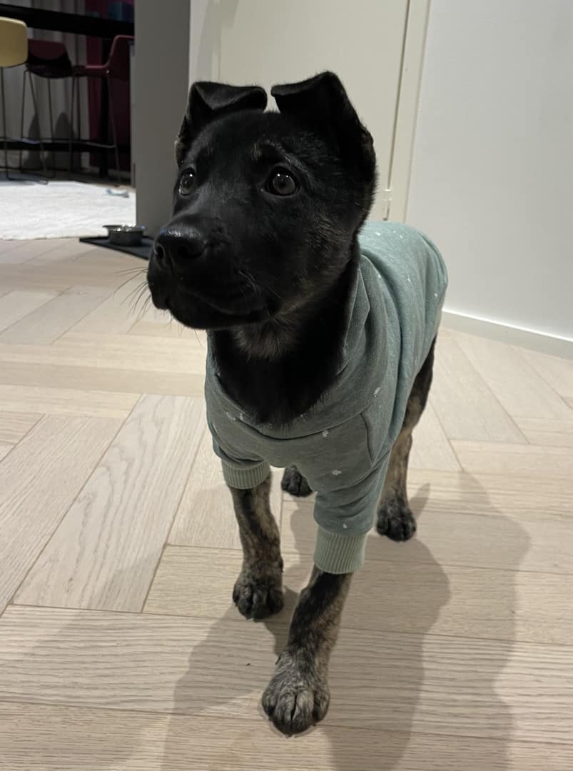 Keskikokoinen sekarotuinen mustanvärinen Clara-koira. Lemmikin verotus on tärkeä huomioida pentueita myydessä.